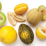 بذر طالبی ها