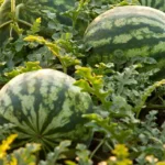 بذر هندوانه ها