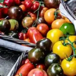 بذر گوجه ها